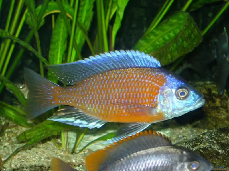 Utakas aus dem Malawisee – Farbenprächtige Freiwasserbuntbarsche für das Malawi-Aquarium (Einrichtungsbeispiele mit Utakas)