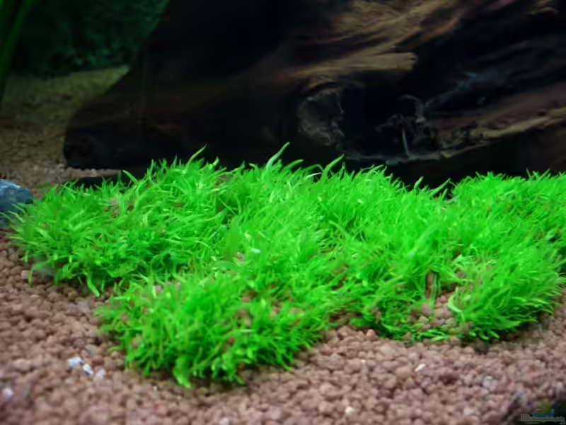 Utricularia graminifolia im Aquarium (Einrichtungsbeispiele mit Grasblättriger Wasserschlauch)