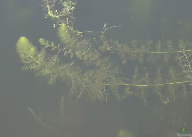 Utricularia vulgaris im Gartenteich pflegen (Einrichtungsbeispiele mit Gewöhnlicher Wasserschlauch)