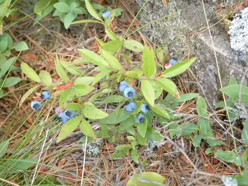 Vaccinium angustifolium im Garten pflanzen (Einrichtungsbeispiele mit Niedrige Blaubeere)