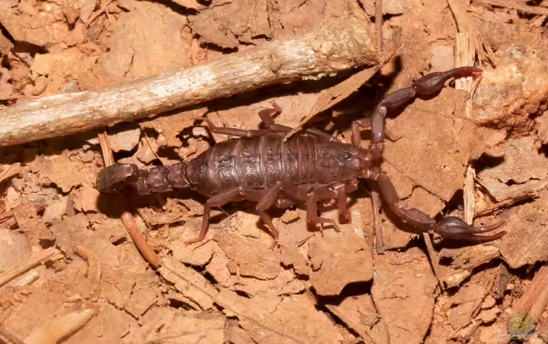 Vaejovis carolinianus im Terrarium halten (Einrichtungsbeispiele mit Amerikanischer Dornschwanz-Skorpion)