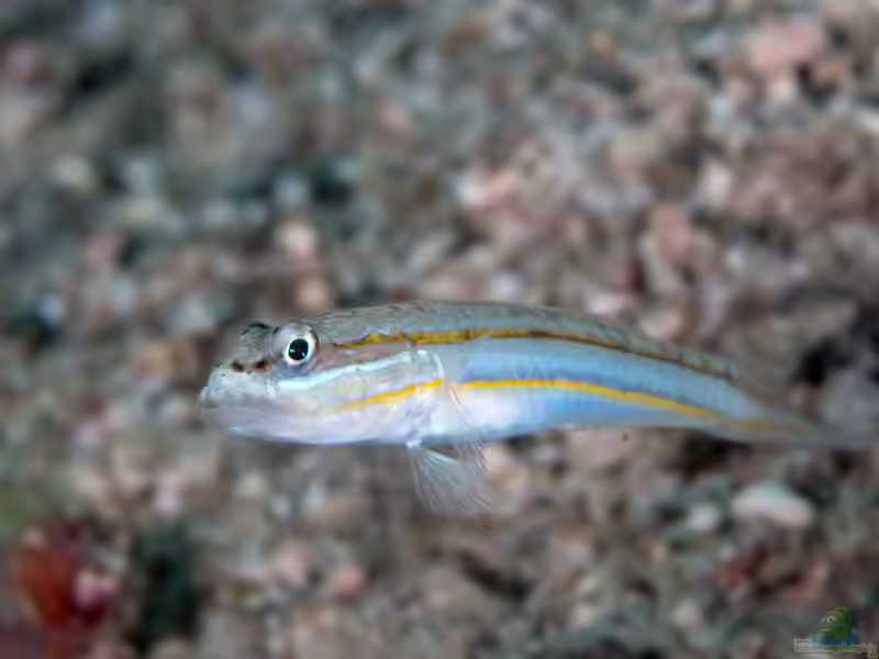 Valenciennea parva im Aquarium halten (Einrichtungsbeispiele für Valenciennea parva)