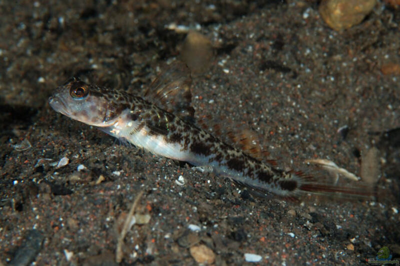 Vanderhorstia cf. lanceolata im Aquarium halten (Einrichtungsbeispiele für Vanderhorstia cf. lanceolata)