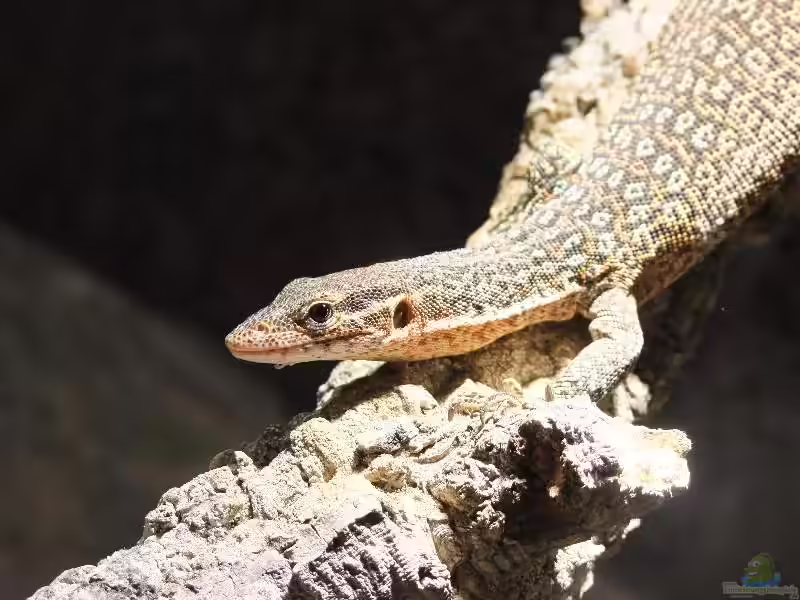 Varanus auffenbergi im Terrarium halten (Einrichtungsbeispiele für Auffenbergs Waran)