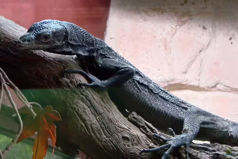 Varanus beccari im Terrarium halten (Einrichtungsbeispiele mit Schwarzer Baumwaran)
