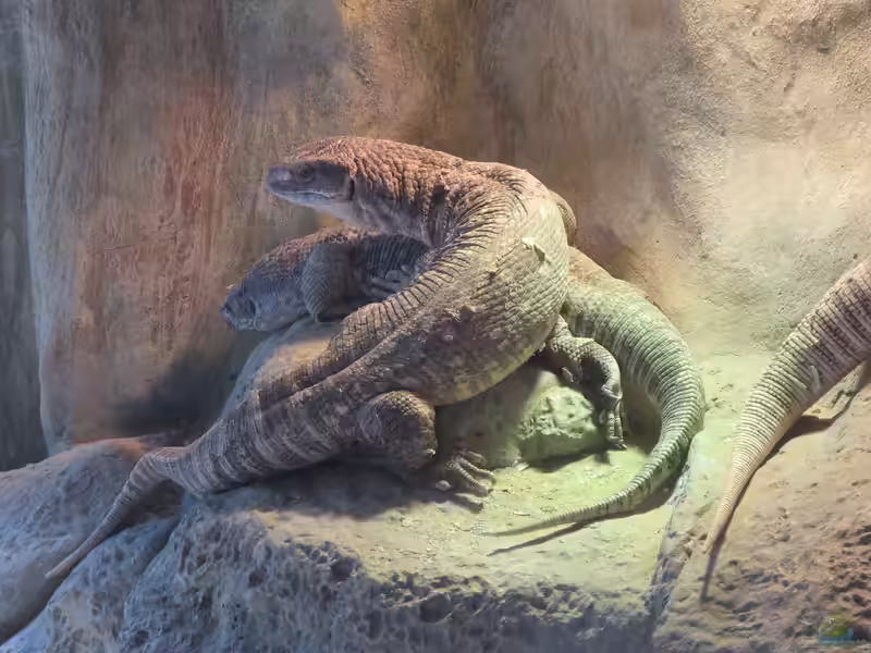 Varanus exanthematicus im Terrarium halten (Einrichtungsbeispiele für Steppenwarane)