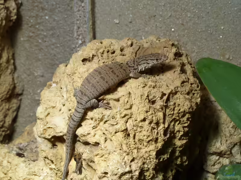 Varanus gilleni im Terrarium halten (Einrichtungsbeispiele mit Gillens Waran)