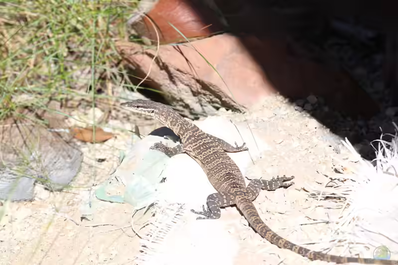 Varanus glauerti im Terrarium halten (Einrichtungsbeispiele mit Glauerts Felsenwaran)
