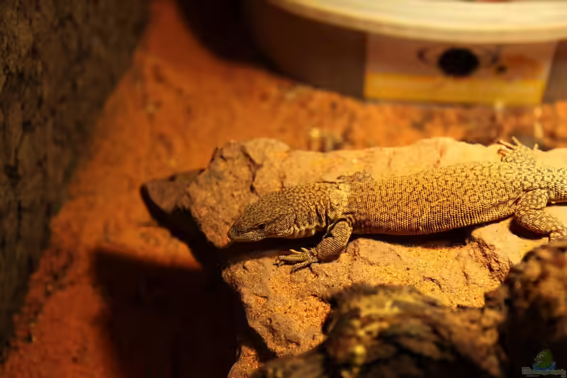 Varanus kingorum im Terrarium halten (Einrichtungsbeispiele mit Kings Waran)