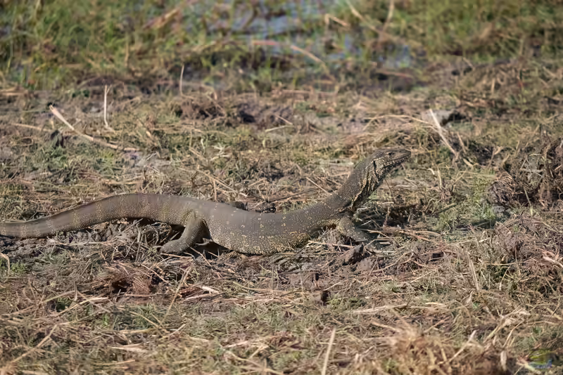 Varanus niloticus im Terrarium halten (Einrichtungsbeispiele mit Nilwaran)