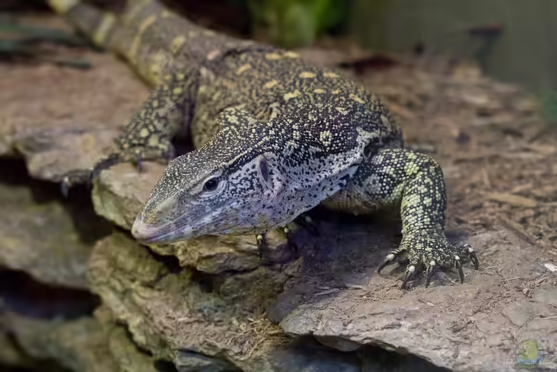 Varanus ornatus im Terrarium halten (Einrichtungsbeispiele mit Regenwald-Nilwaran)