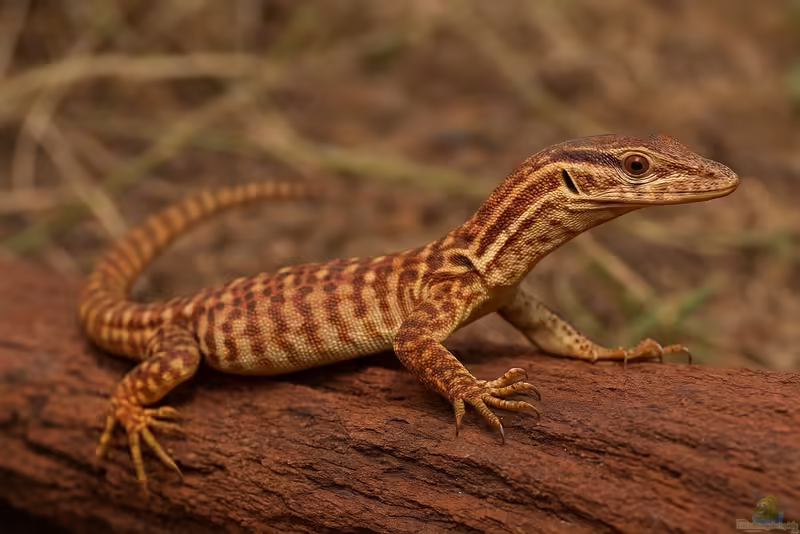 Varanus primordius im Terrarium halten (Einrichtungsbeispiele mit Primos Zwergwaran)