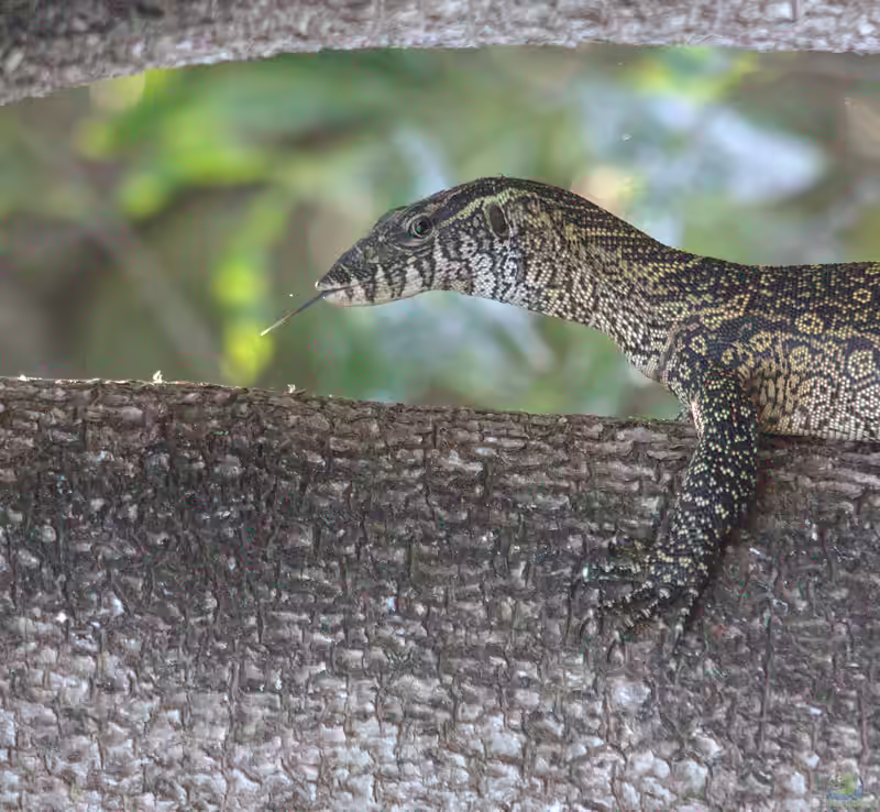 Varanus stellatus im Terrarium halten (Einrichtungsbeispiele mit Sternfleckenwaran)
