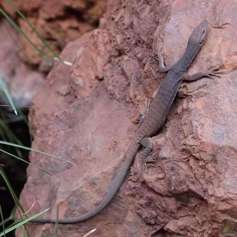 Varanus tristis tristis im Terrarium halten (Einrichtungsbeispiele mit Westlicher Trauerwaran)