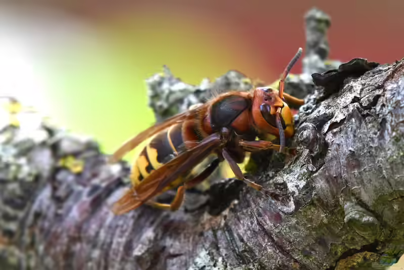 Vespa crabro im Garten (Einrichtungsbeispiele mit Hornisse)