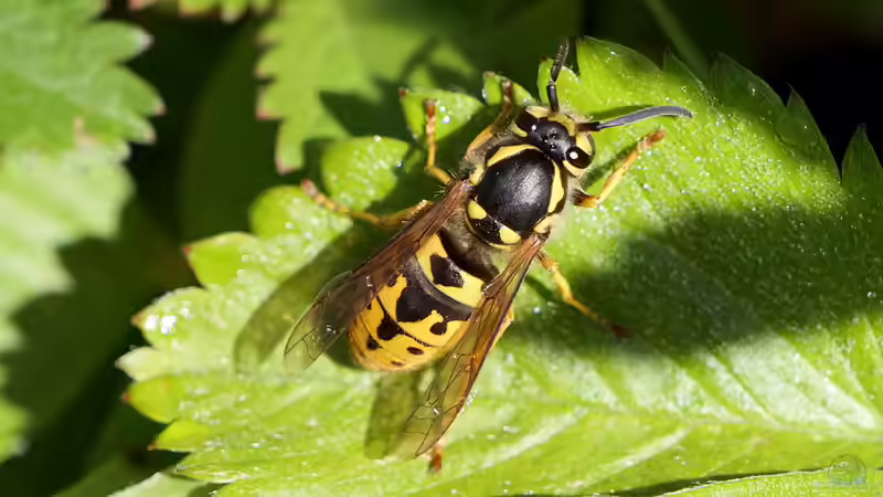 Vespula germanica im Garten (Einrichtungsbeispiele mit Deutsche Wespe)