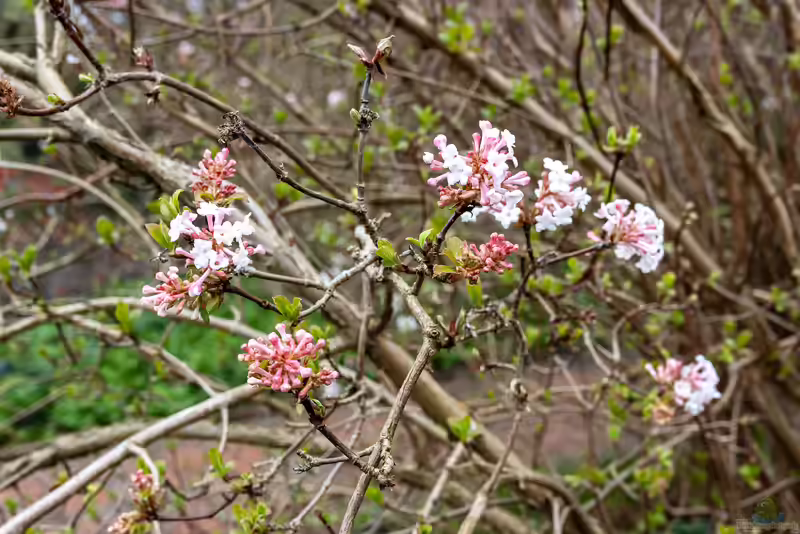 Viburnum farreri im Garten pflanzen (Einrichtungsbeispiele mit Duft-Schneeball)