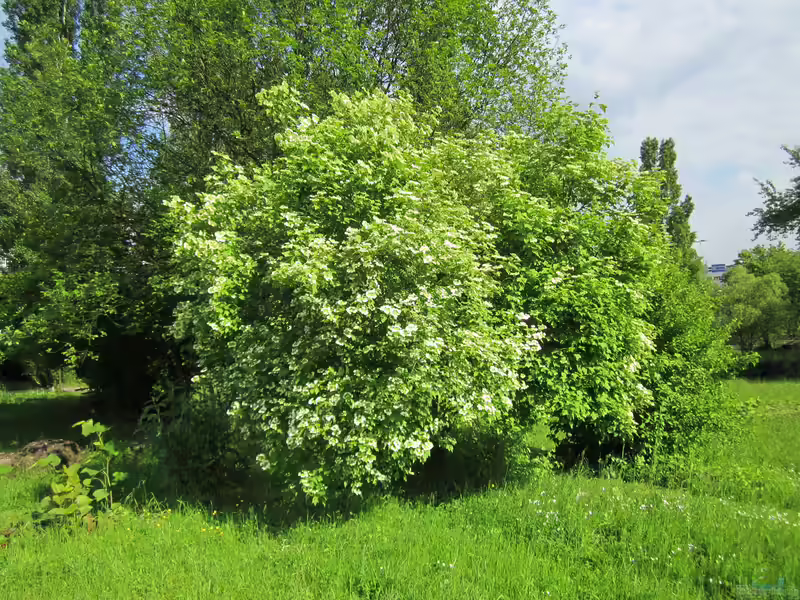 Viburnum opulus am Gartenteich (Einrichtungsbeispiele mit Syrischer Hibiskus)