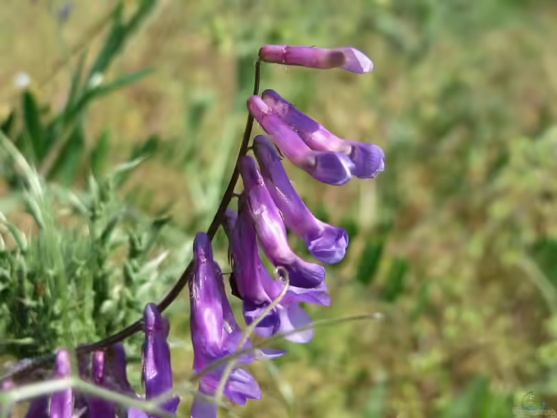 Vicia villosa im Garten pflanzen (Einrichtungsbeispiele mit Zottige Wicke)