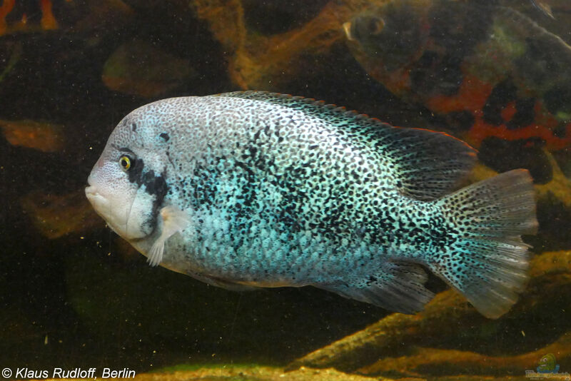 Vieja zonata - Gürtelbuntbarsch: Alle wichtigen Infos