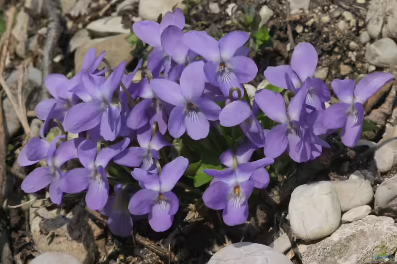 Viola hirta im Garten pflanzen (Einrichtungsbeispiele mit Behaartes Veilchen)