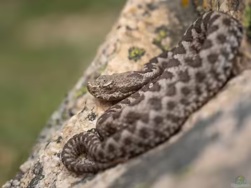 Vipera latastei: Stülpnasenotter im Terrarium halten (Einrichtungsbeispiele mit Stülpnasenotter)