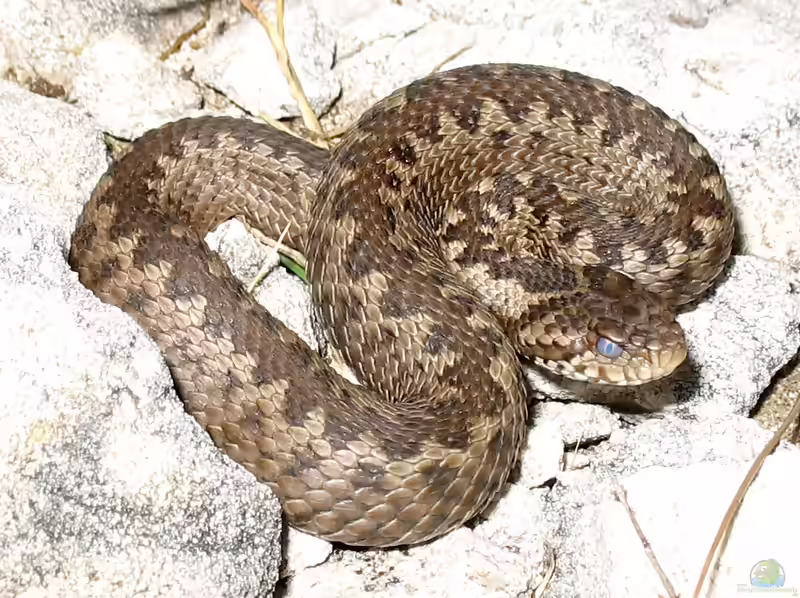 Vipera ursinii im Terrarium halten (Einrichtungsbeispiele mit Wiesenotter)