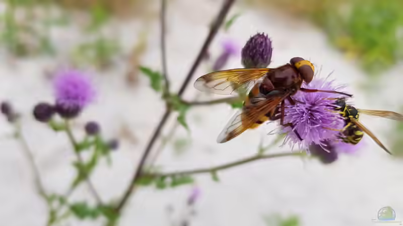 Volucella zonaria im Garten (Steckbrief, Infos und Einrichtungsbeispiele mit Hornissenschwebfliege)