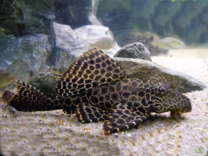 Glyptoperichthys gibbiceps im Aquarium halten (Einrichtungsbeispiele mit Wabenschilderwelsen)