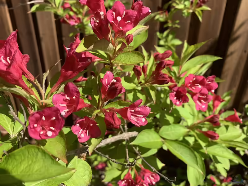 Weigela florida im Garten pflanzen (Einrichtungsbeispiele mit Zwerg-Weigelie)