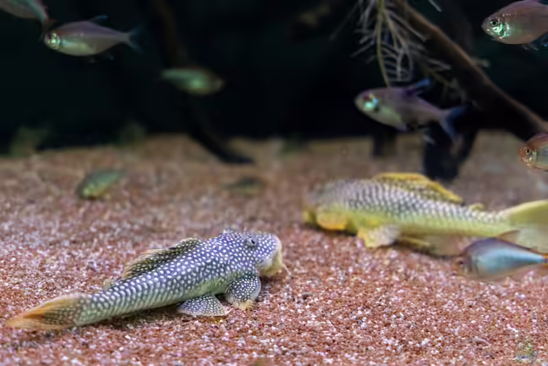 Welse im Aquarium halten (Einrichtungsbeispiele mit Welsen)