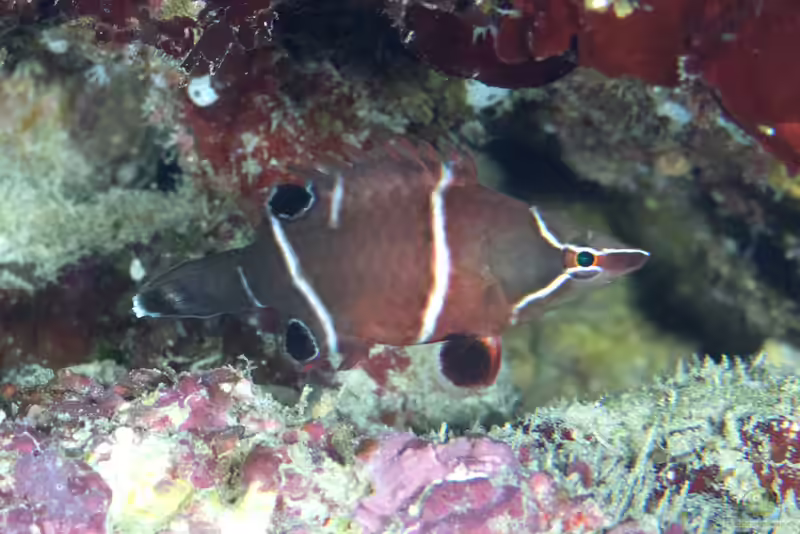 Wetmorella albofasciata im Aquarium halten (Einrichtungsbeispiele für Zwerg-Höhlenlippfisch)