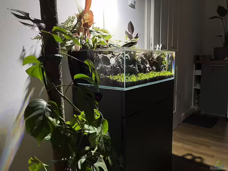 Wirbellosen-Aquarium: Garnelen, Schnecken und Krebse artgerecht pflegen (Einrichtungsbeispiele für Wirbellosen-Becken)