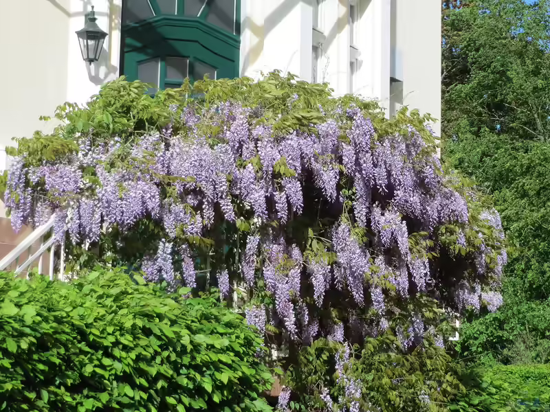 Wisteria floribunda im Garten pflanzen (Einrichtungsbeispiele mit Edelblauregen)