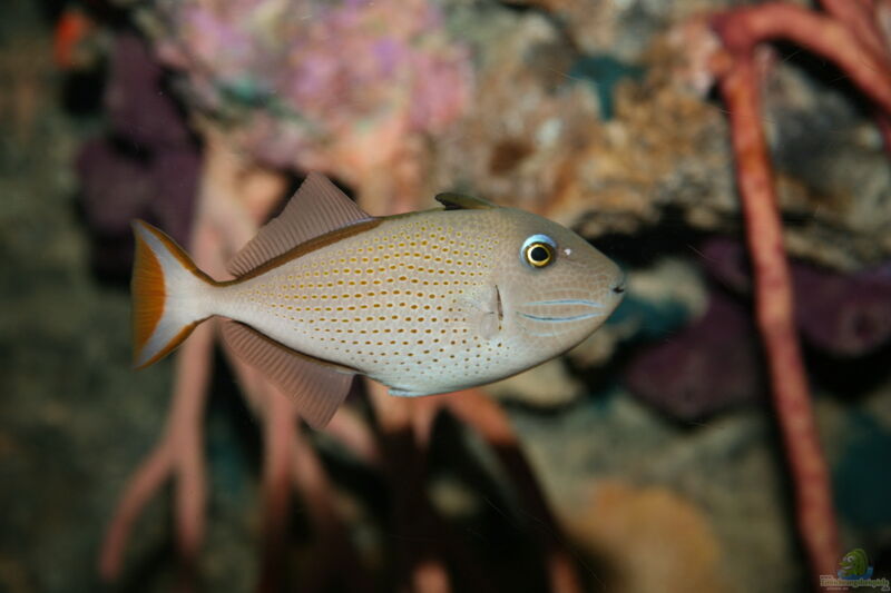 Xanthichthys caeruleolineatus im Aquarium halten (Einrichtungsbeispiele für Goldrücken-Drücker)  - Xanthichthys-caeruleolineatusaquarium