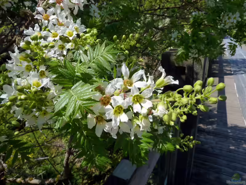 Xanthoceras sorbifolium im Garten pflanzen (Einrichtungsbeispiele mit Gelbhorn)