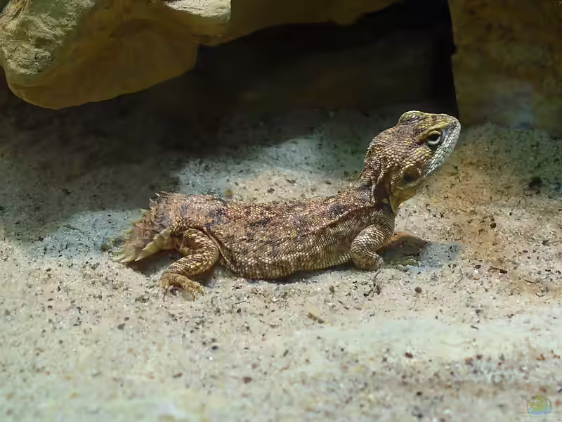 Xenagama taylori im Terrarium halten (Einrichtungsbeispiele mit Biberschwanzagame)