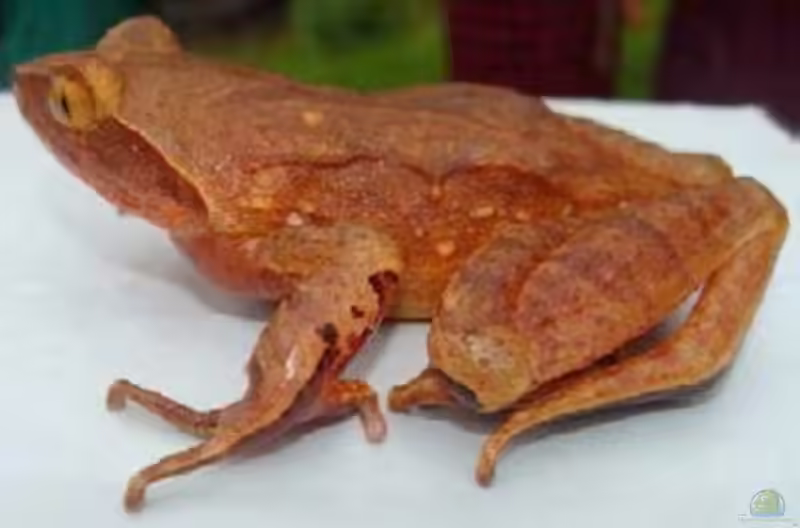 Xenophrys glandulosa im Terrarium halten (Einrichtungsbeispiele mit Drüsiger Zipfelkrötenfrosch)