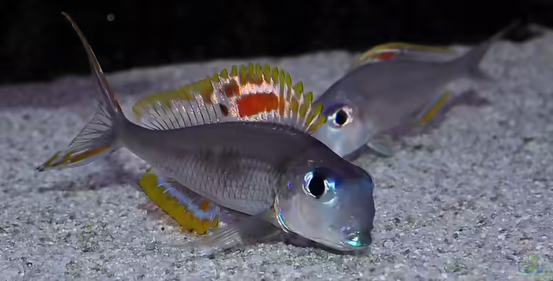 Xenotilapia: filigrane Sandcichliden aus dem Tanganjikasee (Einrichtungsbeispiele mit Xenotilapia-Arten)