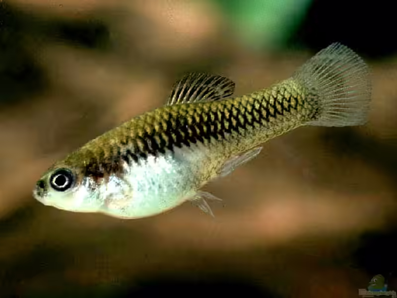 Xiphophorus couchianus im Aquarium halten (Einrichtungsbeispiele für Monterrey-Platy)
