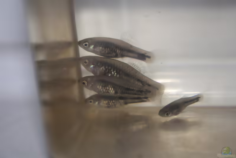 Xiphophorus meyeri: Muzquiz-Platy im Aquarium halten (Einrichtungsbeispiele mit Xiphophorus meyeri)