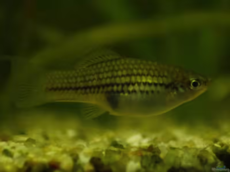 Xiphophorus nezahualcoyotl im Aquarium halten (Einrichtungsbeispiele für Nördlicher Bergschwertträger)