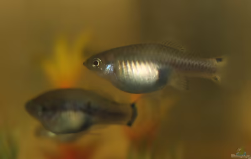 Xiphophorus xiphidium im Aquarium halten (Einrichtungsbeispiele für Schwert-Platy)