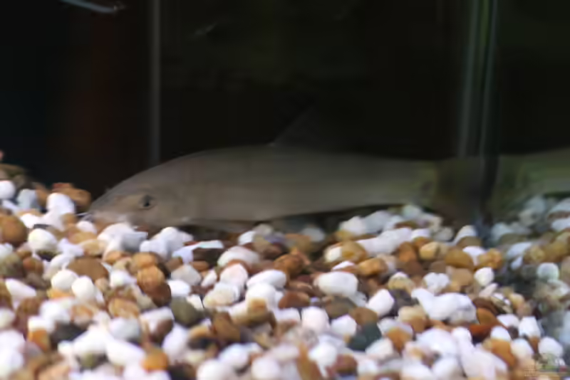 Yasuhikotakia eos im Aquarium halten (Einrichtungsbeispiele für Sonnenschmerle)