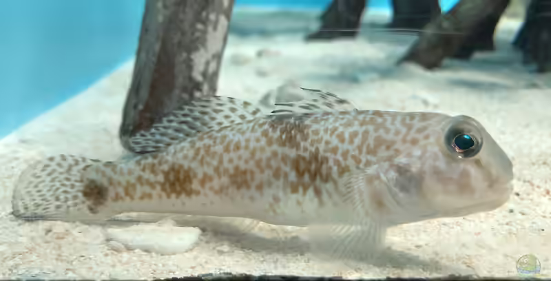 Yongeichthys criniger im Aquarium halten (Einrichtungsbeispiele für Yongeichthys criniger)