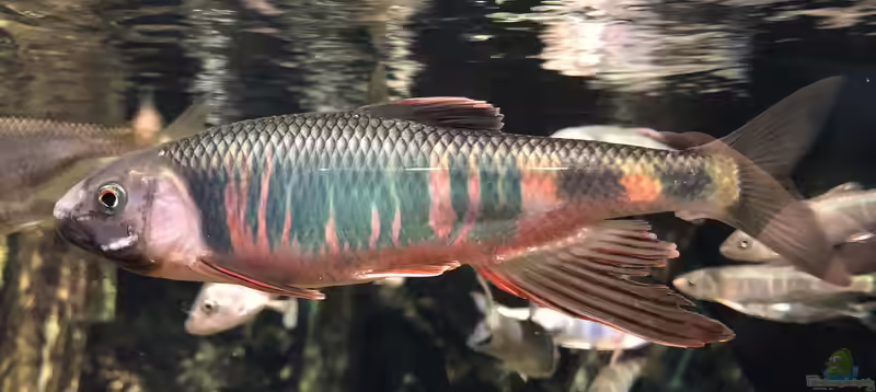 Zacco platypus im Gartenteich halten (Einrichtungsbeispiele für Japanische Drachenfische)