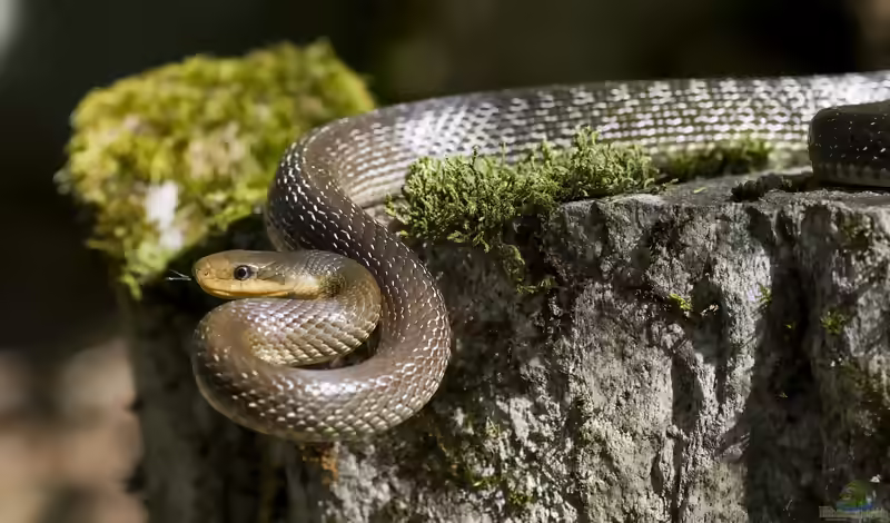 Zamenis longissimus im Terrarium halten (Einrichtungsbeispiele mit Äskulapnatter)