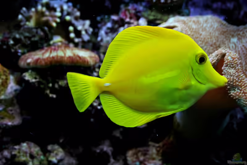 Zebrasoma flavescens im Aquarium halten (Einrichtungsbeispiele mit Hawaii Doktorfisch)