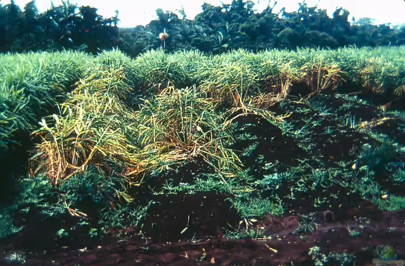 Zingiber officinalis am Gartenteich (Einrichtungsbeispiele mit Ingwer)