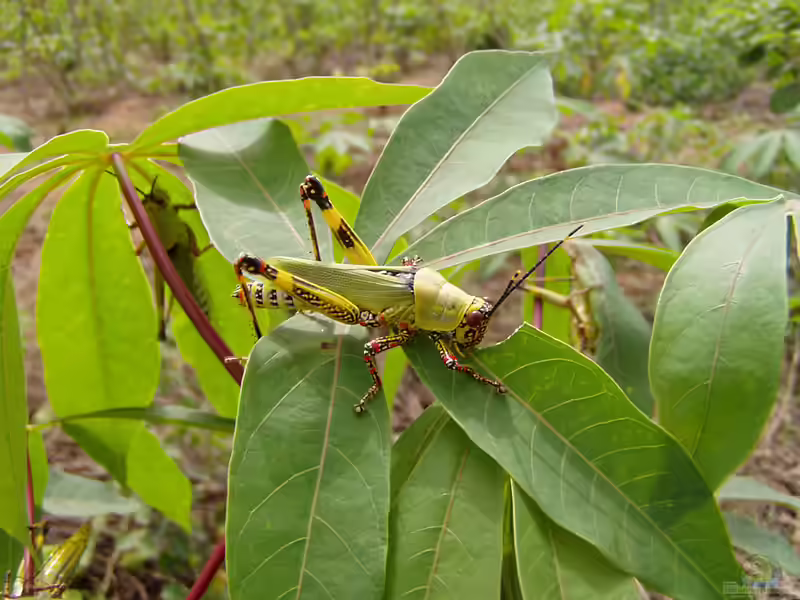 Haltung von Zonocerus variegatus (Einrichtungsbeispiele mit Harlekinheuschrecken)